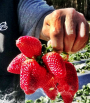 Strawberries (16 oz.)