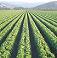 Top 10 Produce LLC