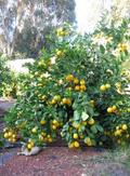 Lemon Ladies Orchard