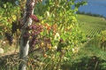 Bates Creek Vineyard