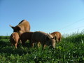 Hilltop Pastures Family Farm