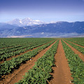 Kiowa Valley Organics Inc.