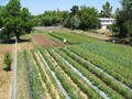 Soil Born Farms