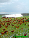 Grass Run Farm