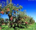 Argyres Orchard