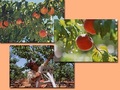 Kiva Orchard