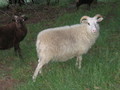 Flaunt Your Fleece -Icelandic Sheep & Fiber