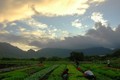 MAO Organic farms