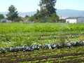 Ledesma Family Farms/Splendor Salad