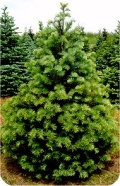 Barone Five 'S' Christmas Trees