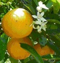 1 lb. Valencia Oranges