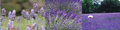 Tuscan Heights Lavender Gardens