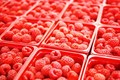 Greenfield Berry Farm CSA