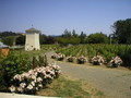 Crazy Flower Farm