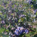 Babb Blueberry Farm