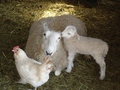 Doolittle Farm