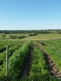 Shani's Farm
