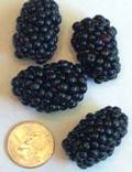 From Berries to Beans farm