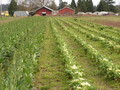 Mustard Seed Farms
