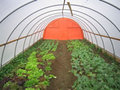 Many Hands Organic Farm