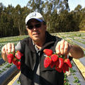 Healthy Harvest Farms