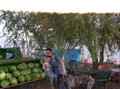 Country Roots Farm