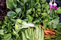 Fresh Edibles Community Farm