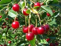Fruitful Adventure - A Prairie Orchard