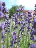 Green Acres Lavender Farm