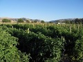 Baia Nicchia Farm and Nursery