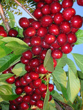 Cherrybrook Farms