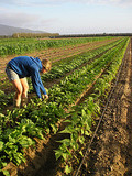 Join the Farm!