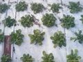 North Pulaski Farms