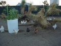 Rainbow Ranch Farms