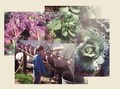 Marian Farms