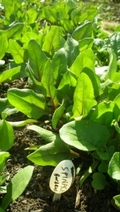Mint Road Organic Produce