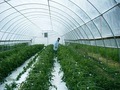 Moonstruck Farms