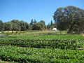 Riverhill Farm