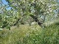 Silva Star Farms