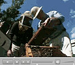 Champlain Valley Apiaries