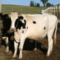 The Hilhof Dairy Farm