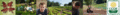 Four Frog Farm