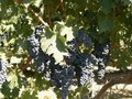 Barclay & Browning Wines