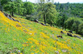 High Sierra Beef, Inc