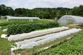 Salvaterra's Gardens