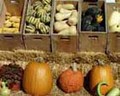 Pin Oak Farms