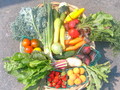 Mariquita Farm