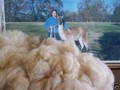Royal Fibers Farm
