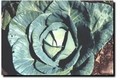 The Secret Garden/Midheaven Farm