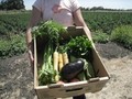 Organic-Now
